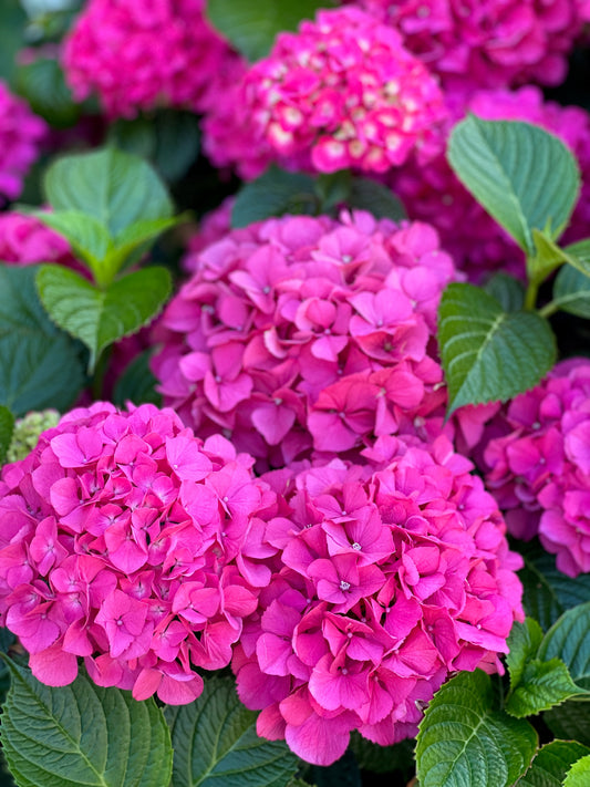 Bright pink hydrangea