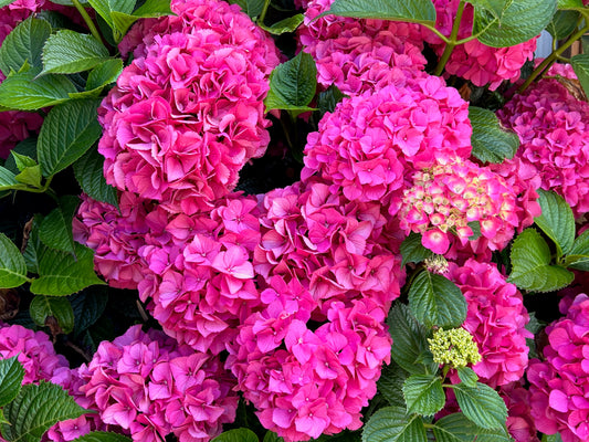 Bright pink Hydrangea 3