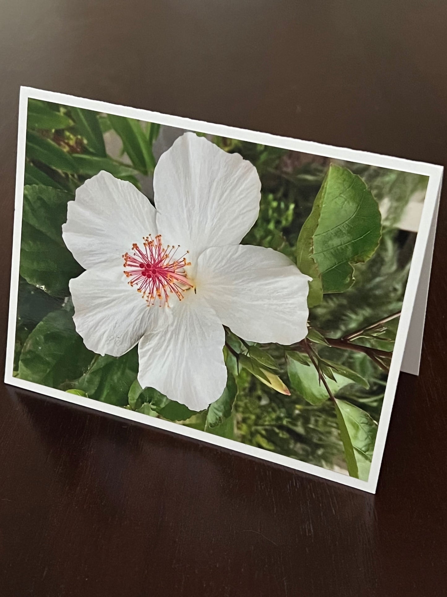 White hibiscus