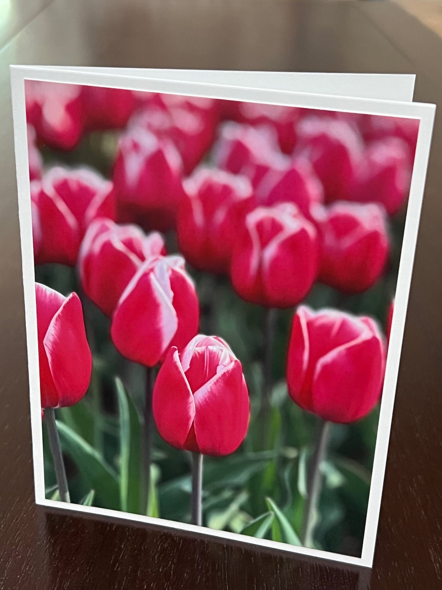 Red tulips with white trim