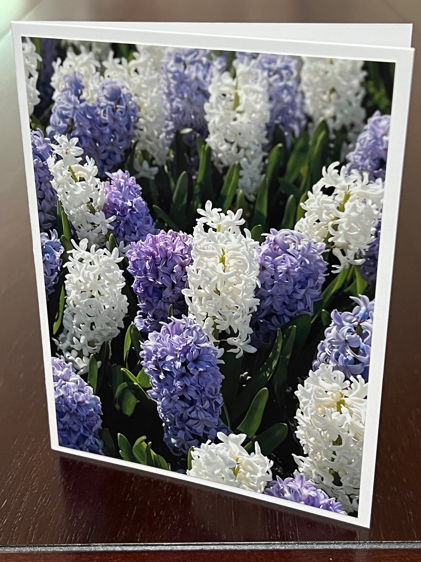 purple and white hyacinth