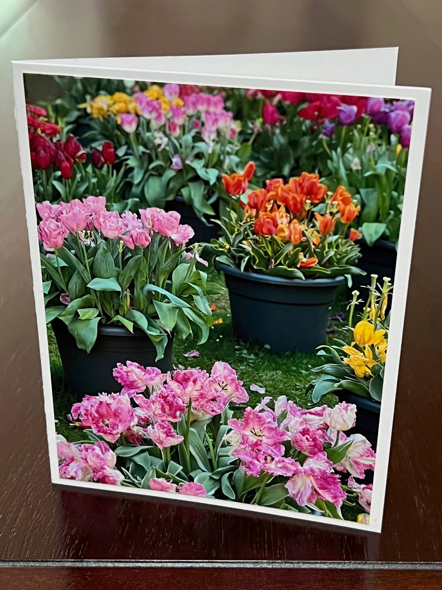 Pots and pots of tulips 2