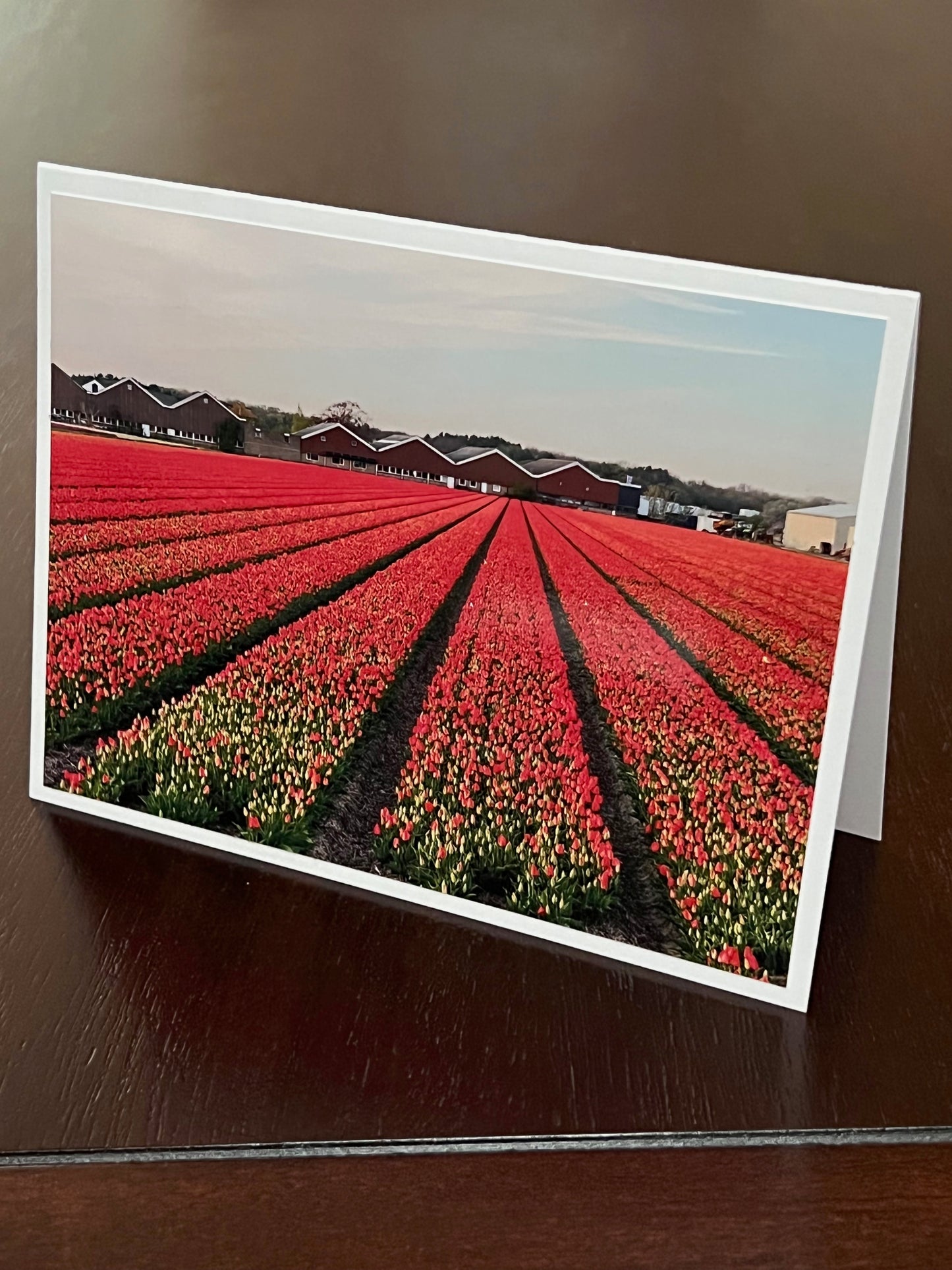 Fields of red tulips