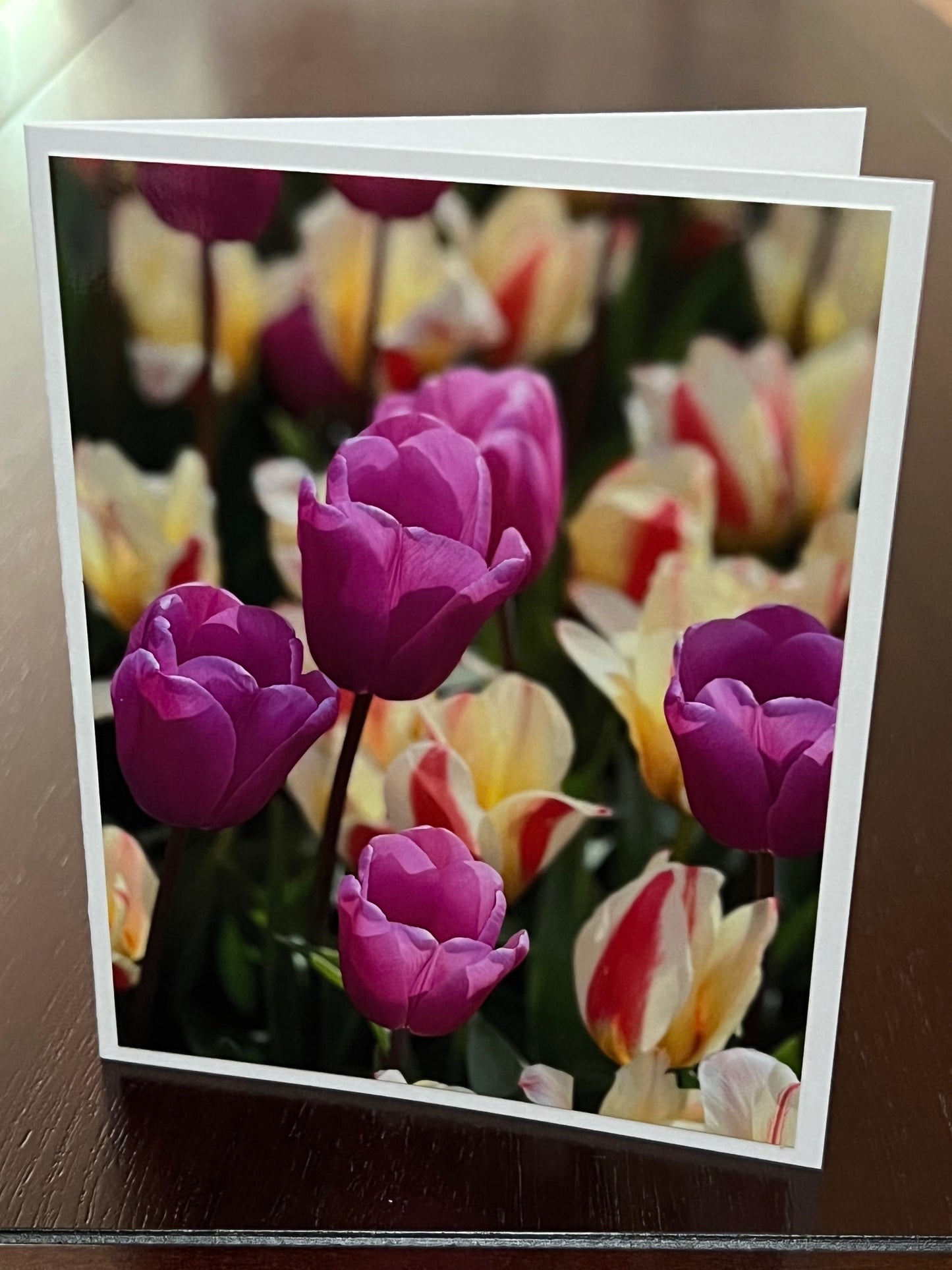 Sunlit pink tulips