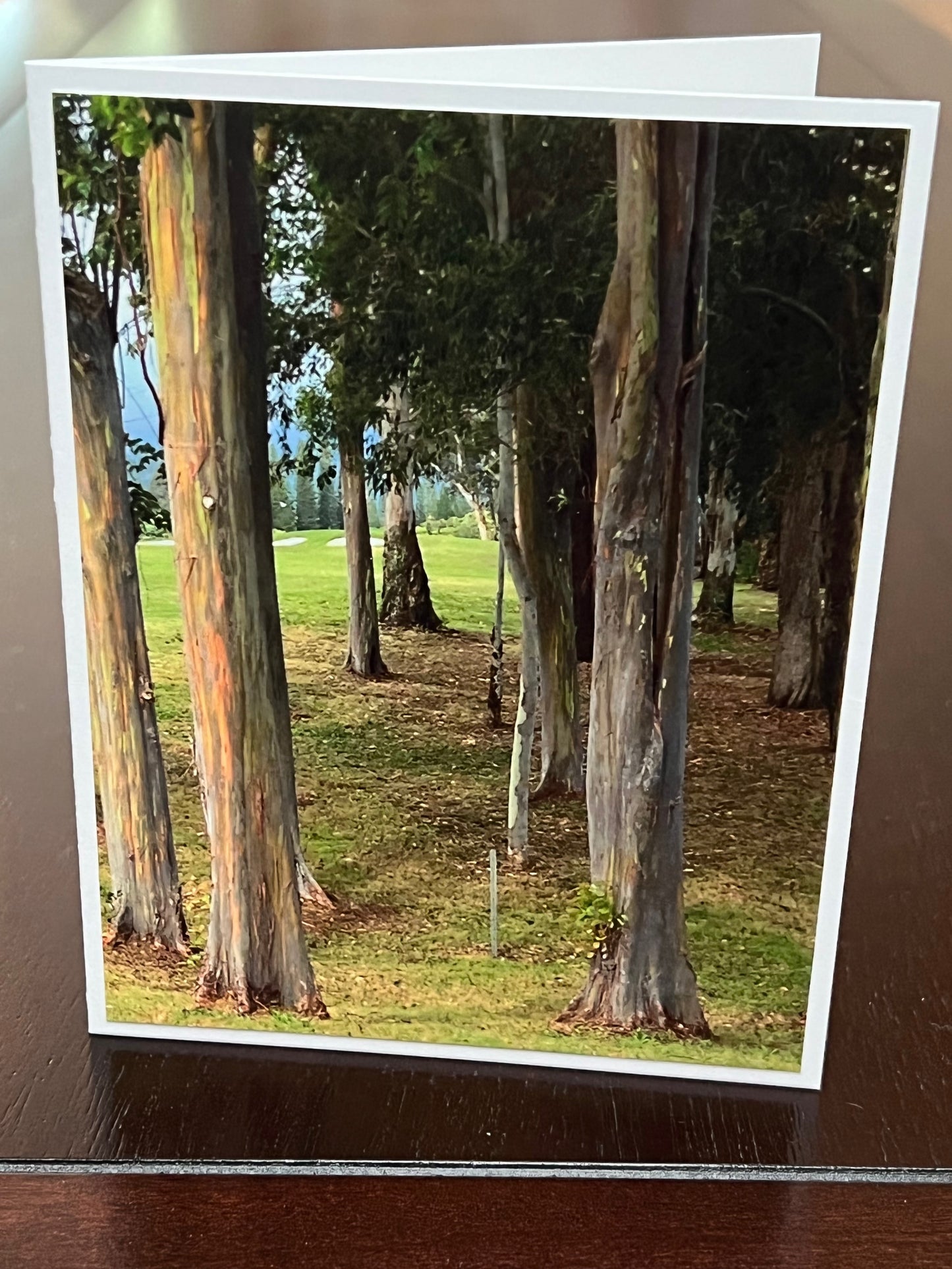 Rainbow eucalyptus forest