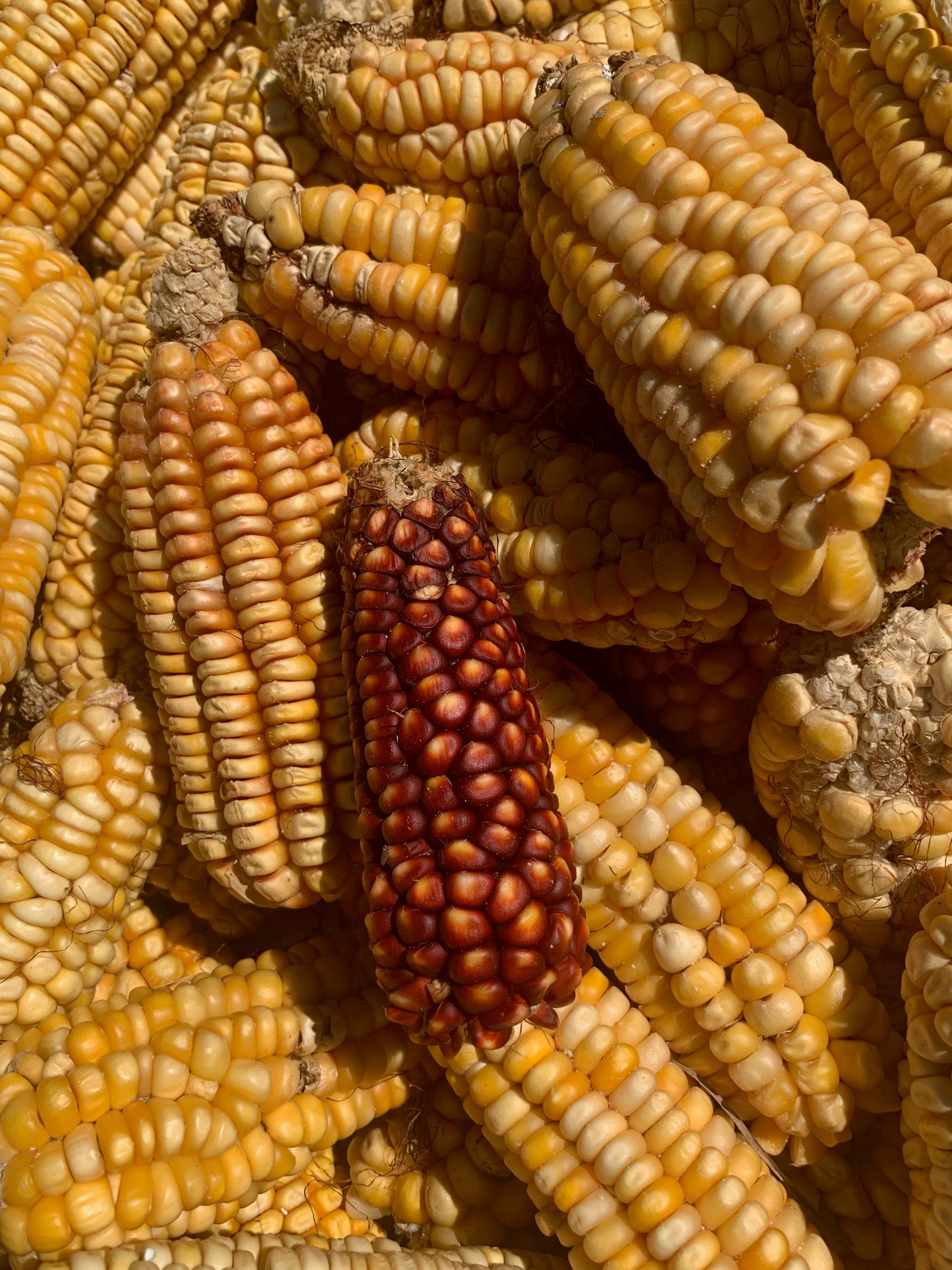 Harvest corn 2