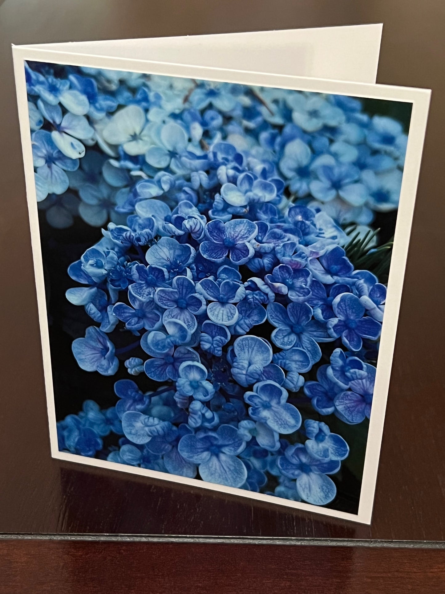 Blue hydrangea