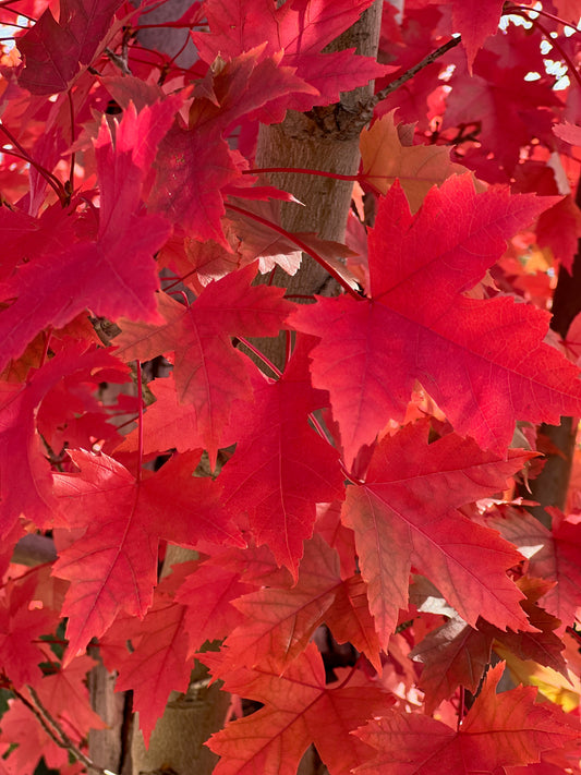 Red leaf maple 2