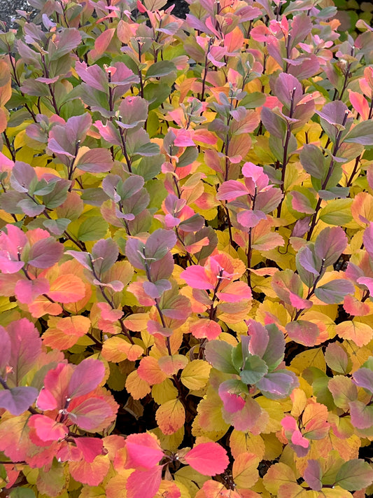 Rainbow bush