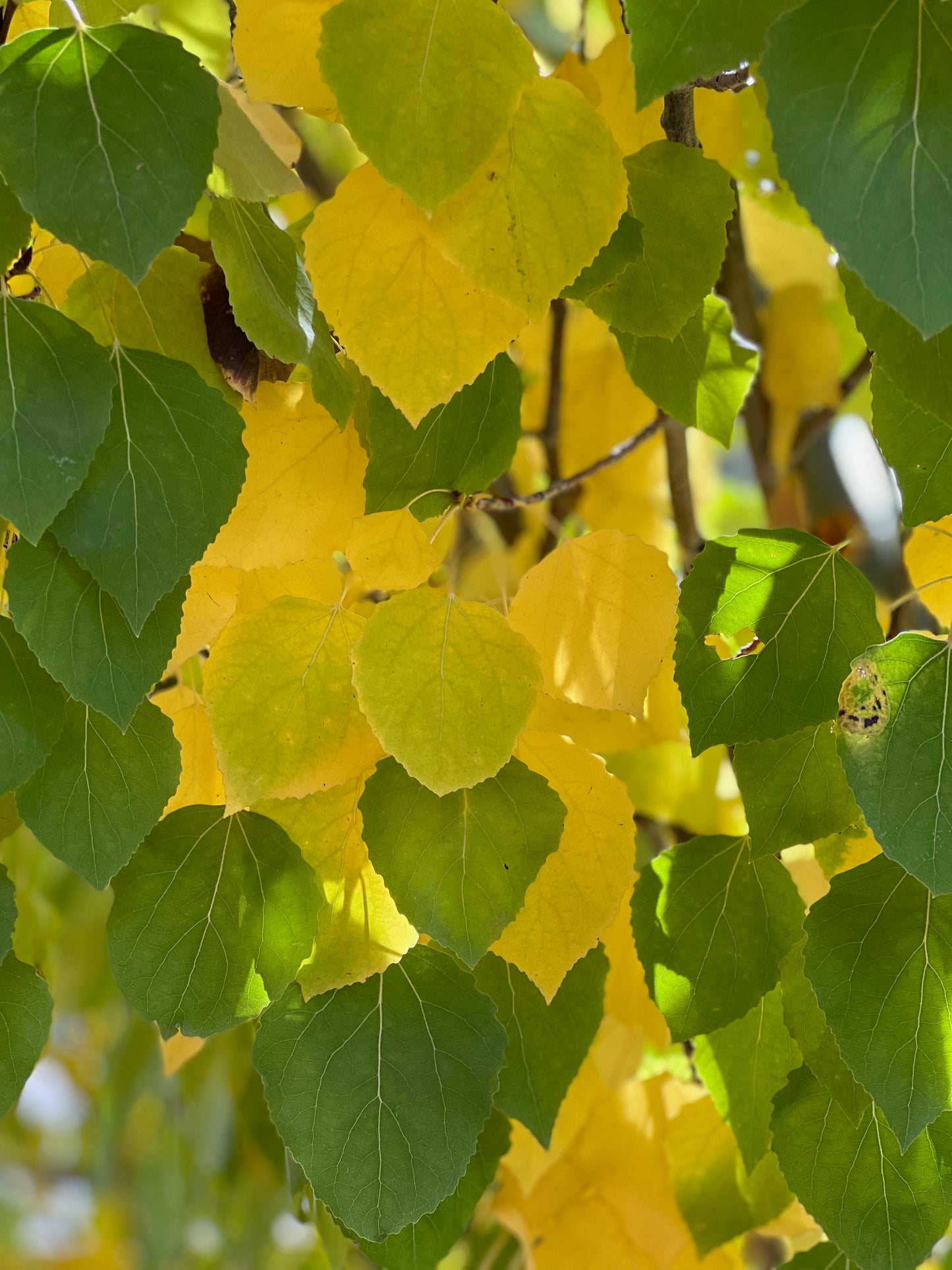 Swedish Aspen colors 3