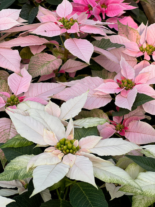 Poinsettia 2