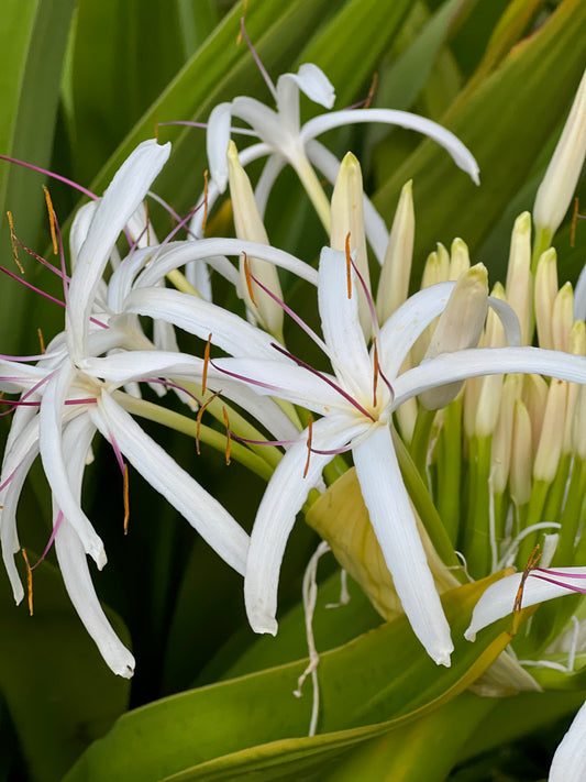 Spider lily