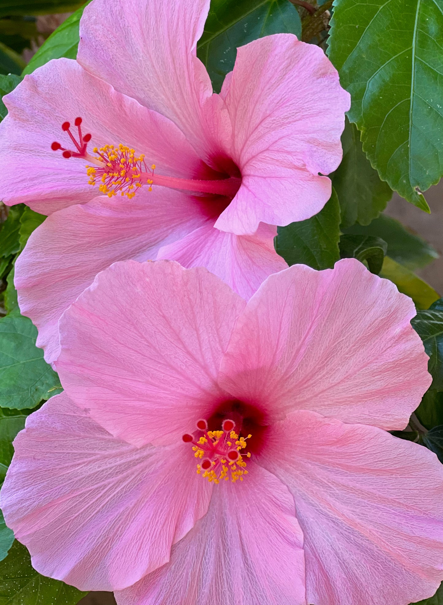 Pink hibiscus