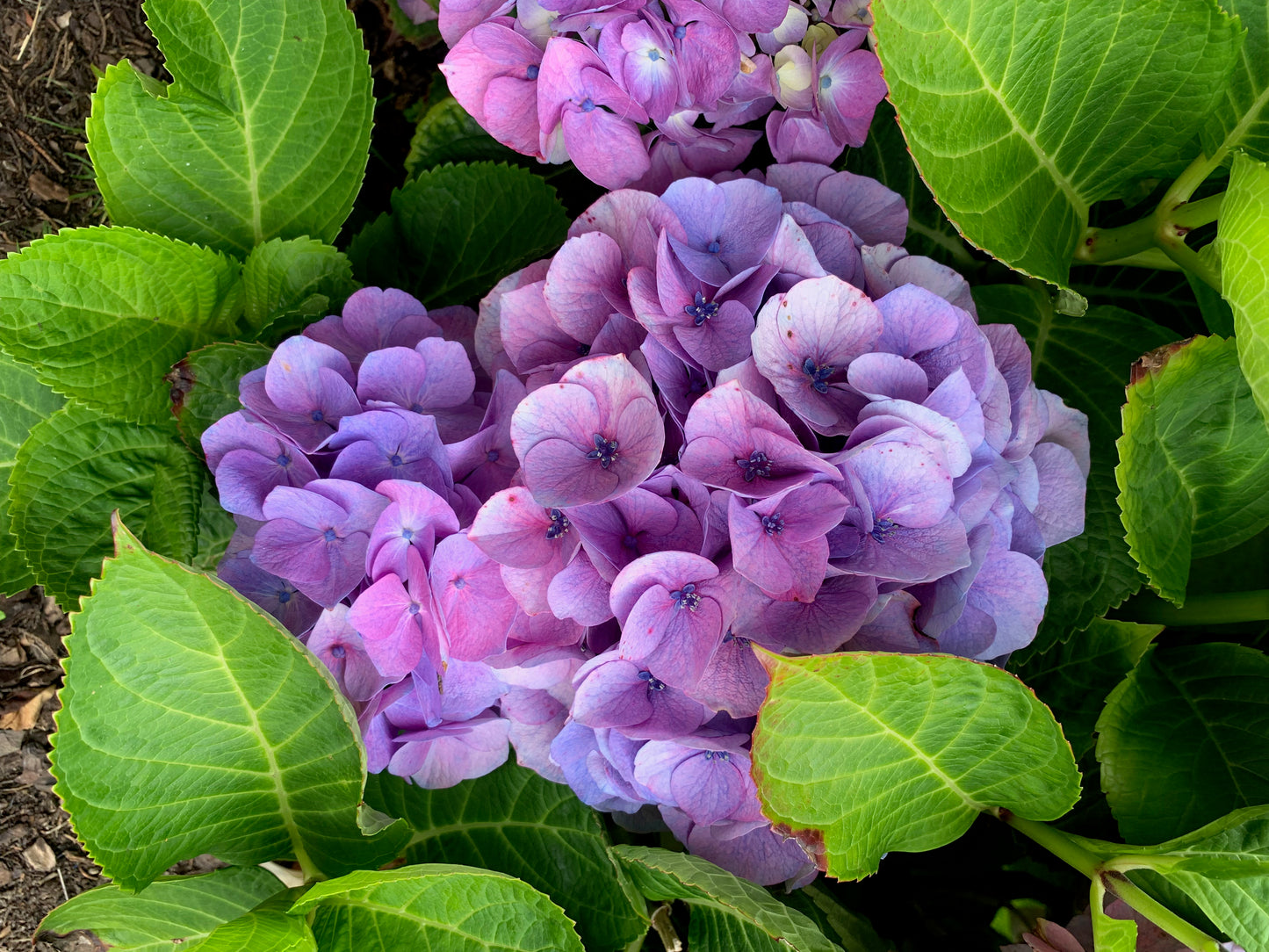 Ritz Hydrangea