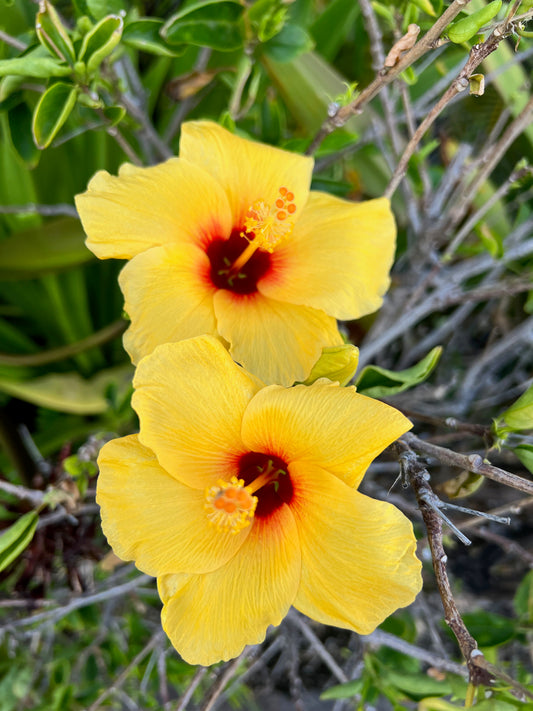 Double Yellow hibiscus