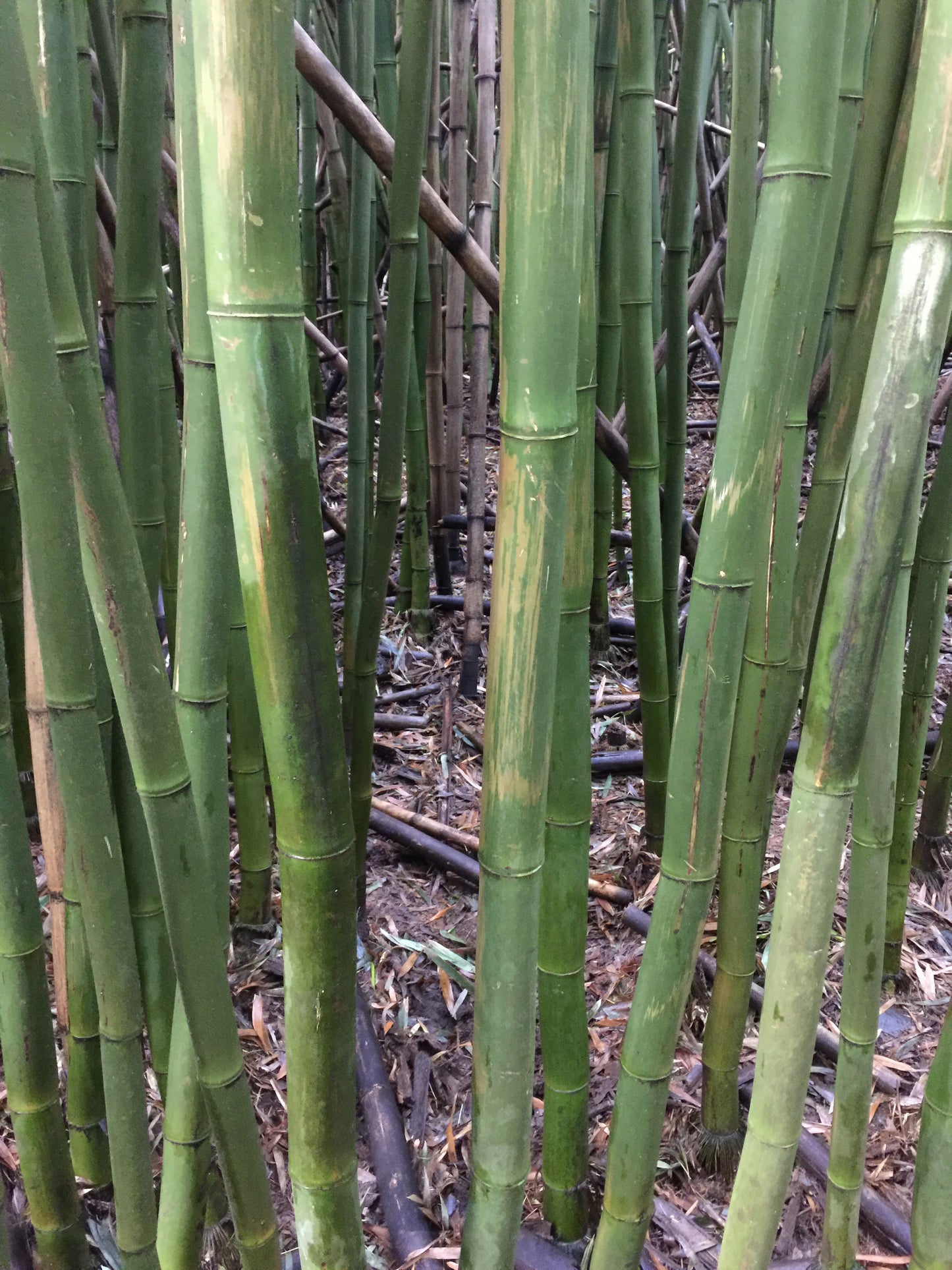 Bamboo forest