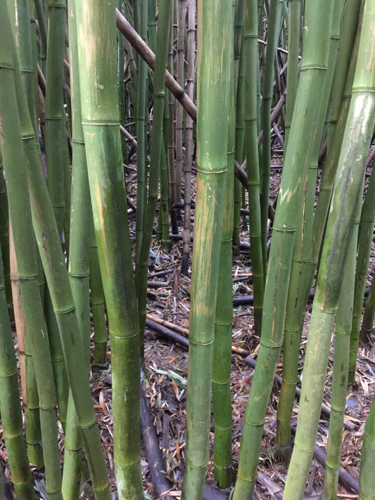 Bamboo forest