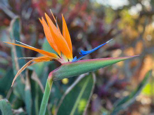 Bird of paradise