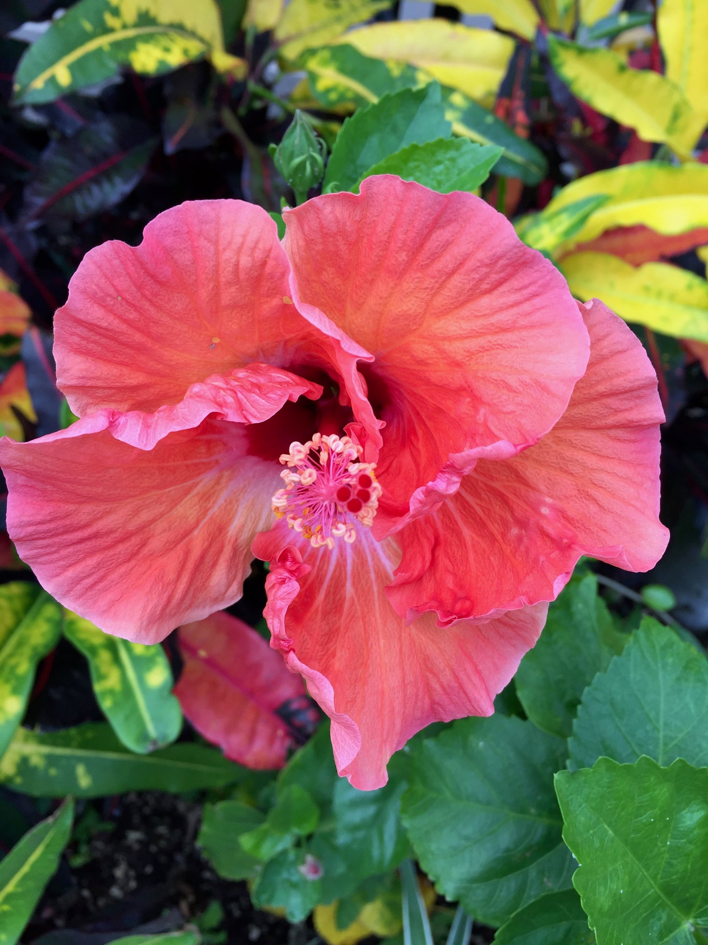 Ruffled pink hibiscus