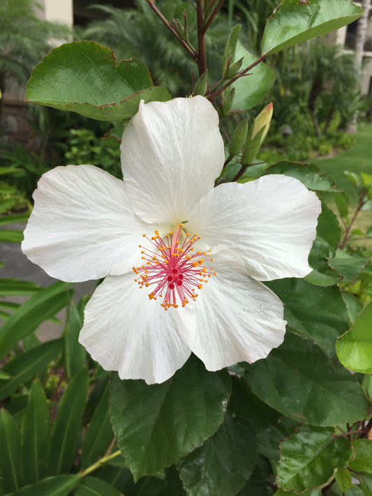 White hibiscus