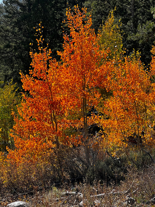 Bright orange aspens