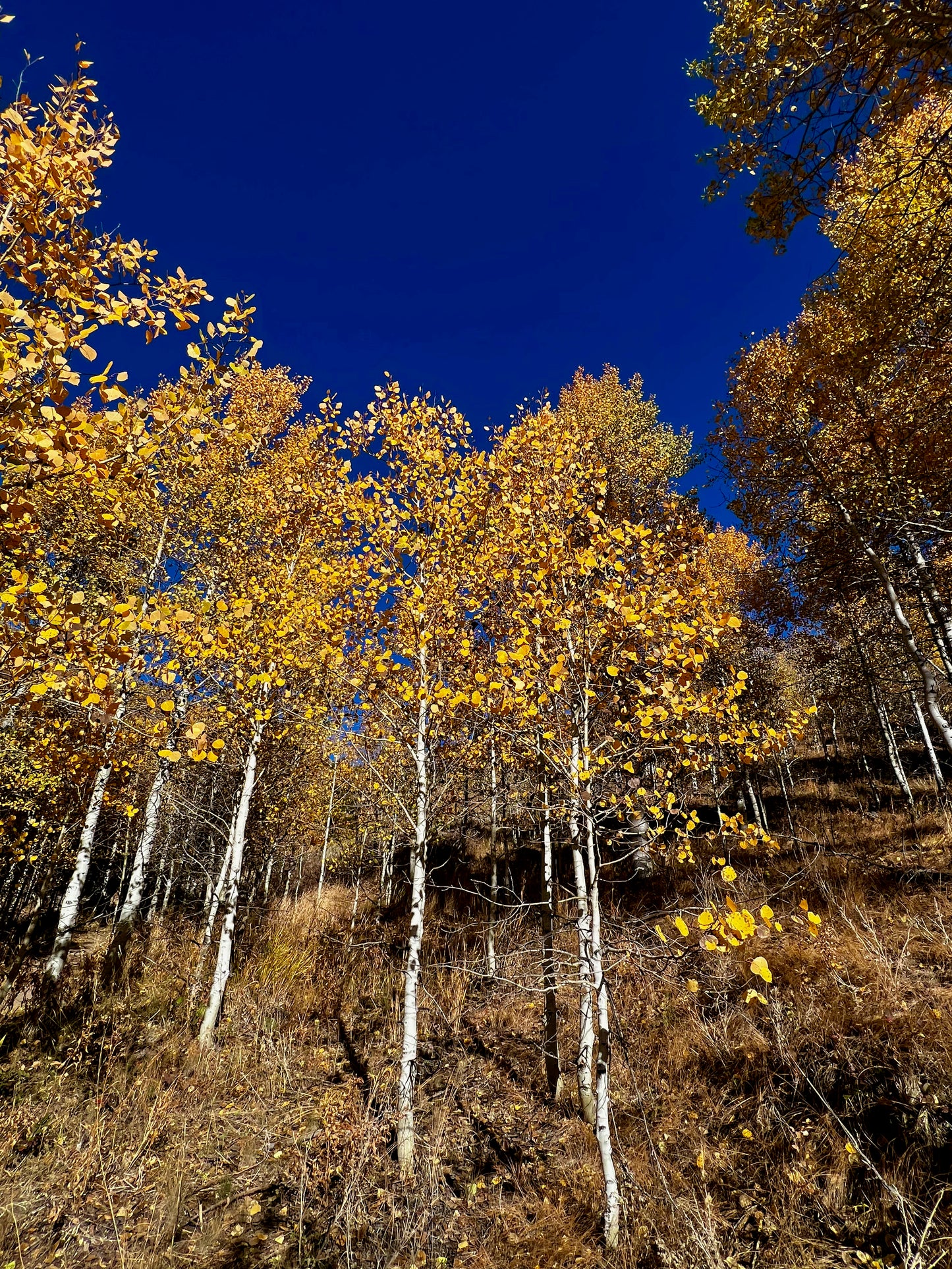 Aspen blue sky