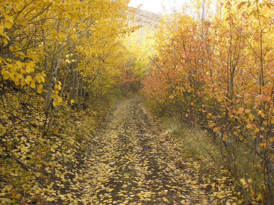 Stroll in the leaves