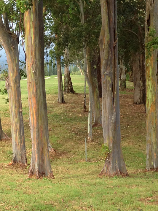 Rainbow eucalyptus forest